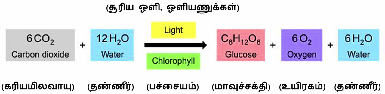 ஒளிச்சேர்க்கை என்றால் என்ன?